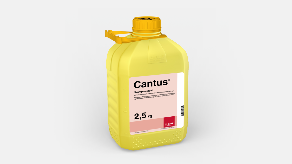 Cantus - 58049391
