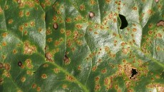 Billede 1: Bederust på blad. Enkelte pustler med gulfarvning omkring pustel.