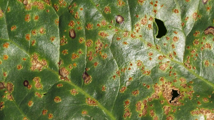 Billede 1: Bederust på blad. Enkelte pustler med gulfarvning omkring pustel.