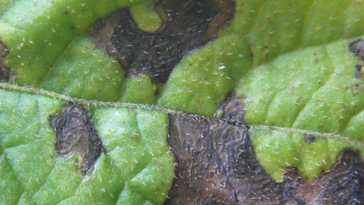 Tydeligt angreb af kartoffelbladplet eller Alternaria