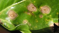 Karakteristiske ramulariasymptomer på bedeblade