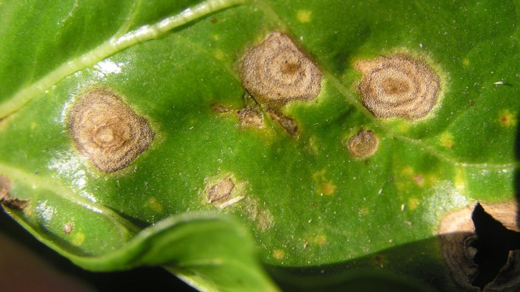 Karakteristiske ramulariasymptomer på bedeblade