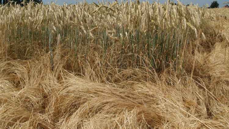 Meget kraftig bestand af væselhale i rug