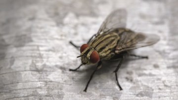 Damages caused / challenges