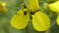 Glimmerbøsser i åben blomst skader rapsen mindre
