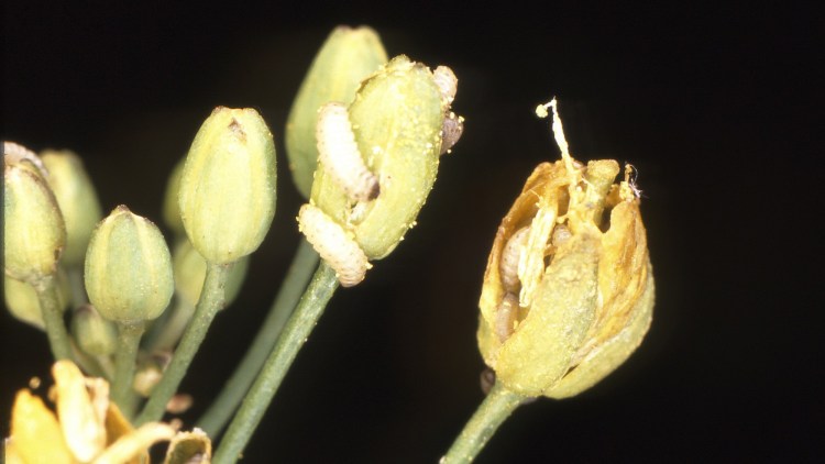 Glimmerbøsse larve på kronblad