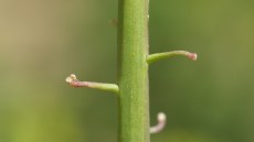 Golde skulpestængler efter knav af glimmerbøsse