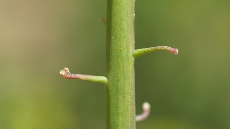 Golde skulpestængler efter knav af glimmerbøsse