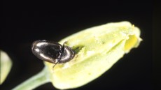 Glimmerbøsse gnav i knop