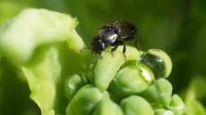 Glimmerbøsse på blomsterknop
