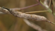 Nødmodnet skulpe på grund af skulpesvamp angreb