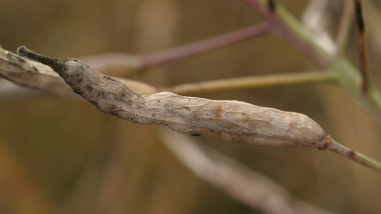 Nødmodnet skulpe på grund af skulpesvamp angreb