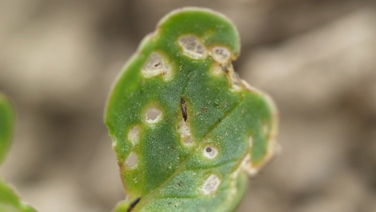 Sug og gnav på rapskimblad