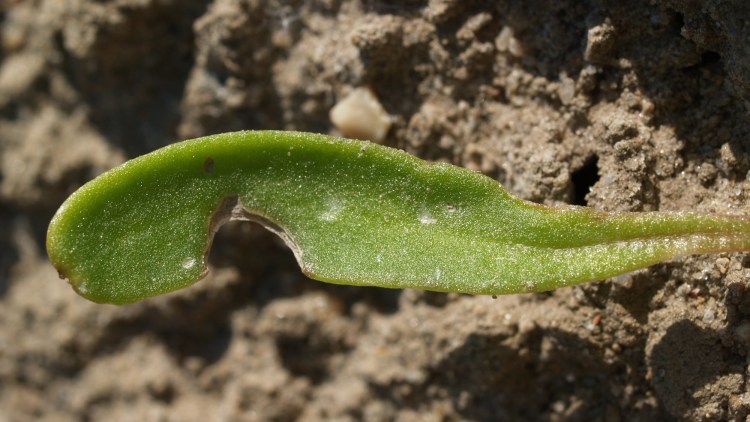 Sug og gnav på kimblad igver fortykkede og bøjede bladkanter - skeform