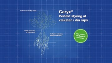 Perfekt styring af væksten i din raps - Caryx®