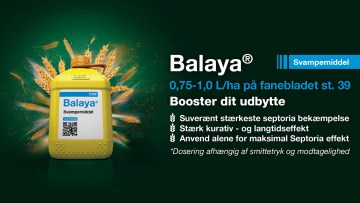 Balaya® - Danmarks stærkeste svampemiddel mod Septoria