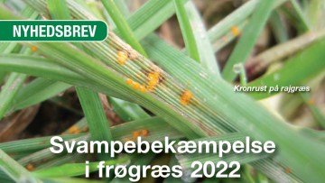 Svampebekæmpelse i frøgræs 2022