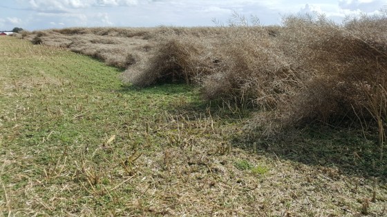 Hvorfor er det vigtigt at styre OSR vækst?