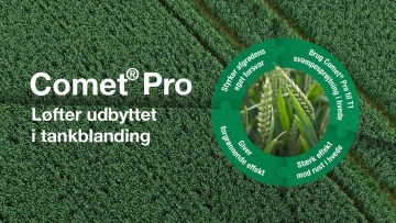 Svampebekæmpelse i korn, frøgræs og majs - Comet® Pro