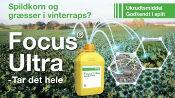 Focus® Ultra - Ukrudtsmiddel mod spildkorn og græsukrudt i vinterraps