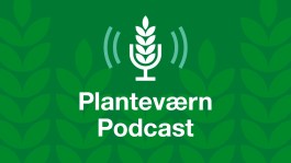 Lyt til Planteværn E26: Balaya, nyt svampemiddel i korn, med Jakob Skodborg Jensen