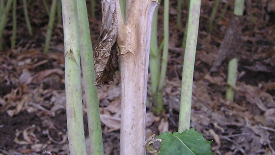 Vær opmærksom på storknoldet knoldbægersvamp