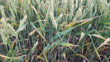 T3: 0,3 l/ha Pictor Active + 0,2 l/ha Propulse