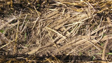 Høstspild i form af afklippede aks på jorden