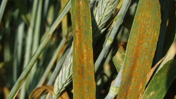 Brunrust