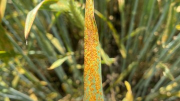 Kraftigt angrebaf brunrust, Djursland 2024