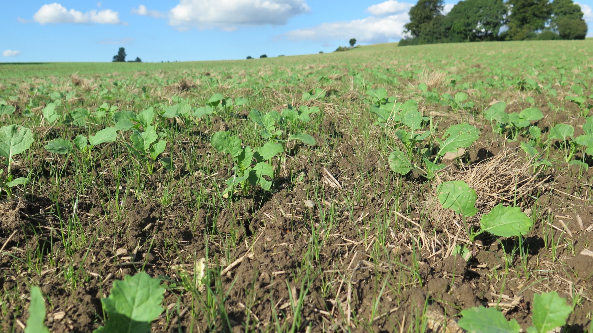 Bekæmpes disse massive mængder græs- ukrudt ikke effektivt, vil det give uovervindelige problemer i kommende års afgrøder.