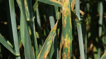 Kraftigt angreb af Septoria i hvede