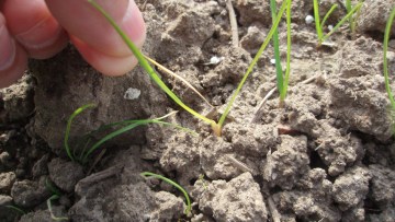 Græsukrudt behandlet med Focus Ultra hvor hovedskuddet gulner og løsner sig og kan trækkes fri af planten