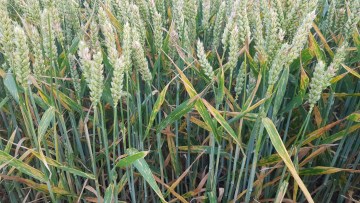 T3: Pictor Active 0,3 l/ha + 0,2 l/ha Propulse