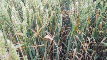 T3: Propulse 0,5 l/ha