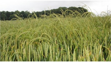 ALS resistent rajgræs er et stærkt stigende problem i vintersæd, og græsset kan med fordel bekæmpes i en bredbladet forfrugt med Focus Ultra for at reducere frøpuljen.