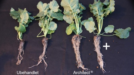 40 dage efter behandling