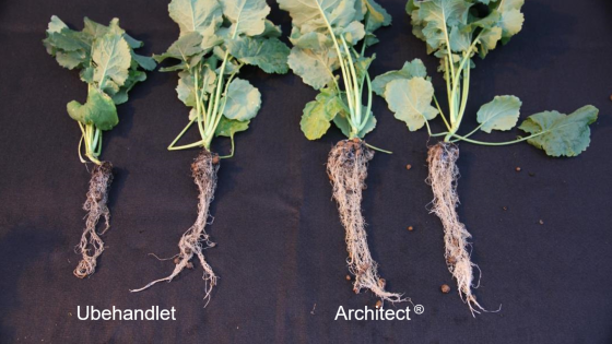 40 dage efter behandling