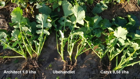 Rapsen i stadie 16-19 (ultimo nov. 2023)