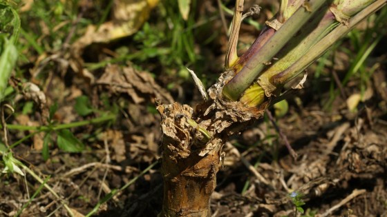 Optimal sygdomsbeskyttelse