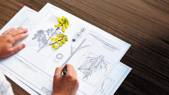 Architect - Udnyt rapsens fulde potentiale