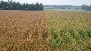 Majsbladplet - Ubehandlet til venstre.