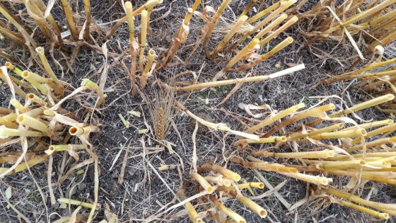 Hvad er lejesæd i korn?