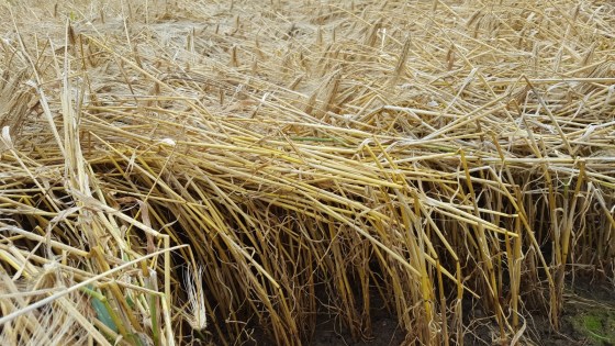 Hvad er lejesæd i korn?