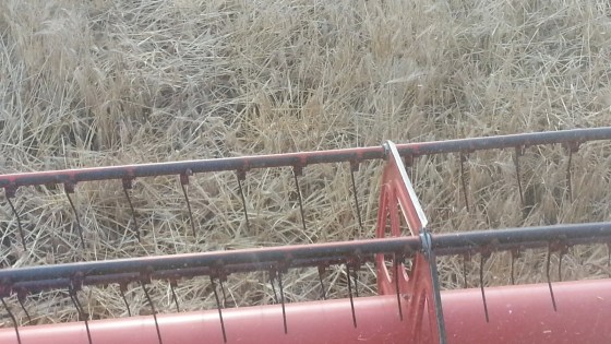 Hvilke problemer giver lejesæd?