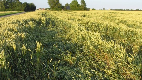 Hvornår skal der vækstreguleres?