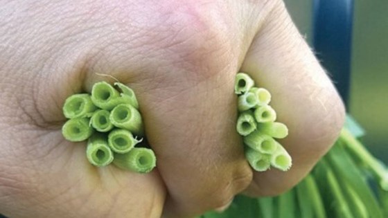 Stråene til venstre er vækstreguleret, hvilket har givet et tydeligt tykkere og kraftigere strå.