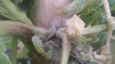 Angreb af gråskimmel ved rodbasis hvor der dannes et gråt område