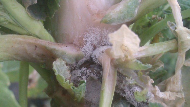 Angreb af gråskimmel ved rodbasis hvor der dannes et gråt område