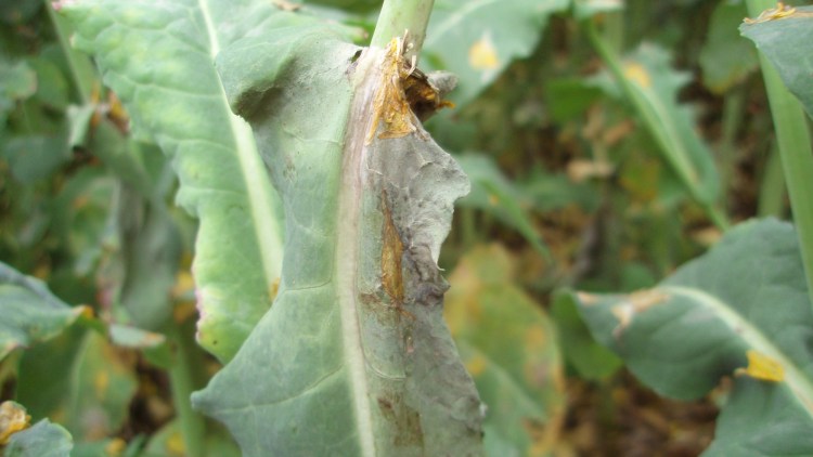 Gråskimmel på blad